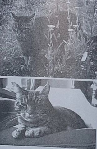 Foto zur Meldung T-00013